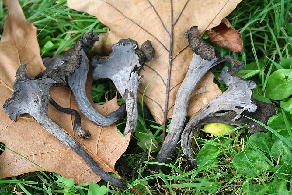 Black Trumpet mushroom photo