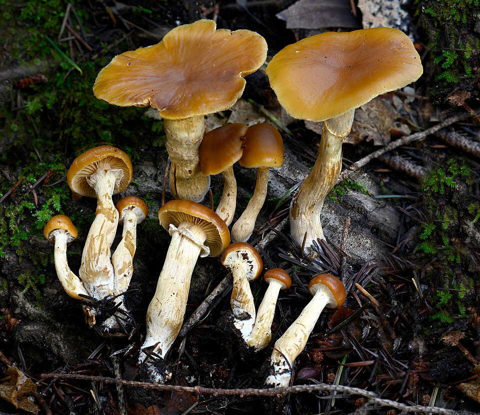 Deadly Galerina mushroom photo