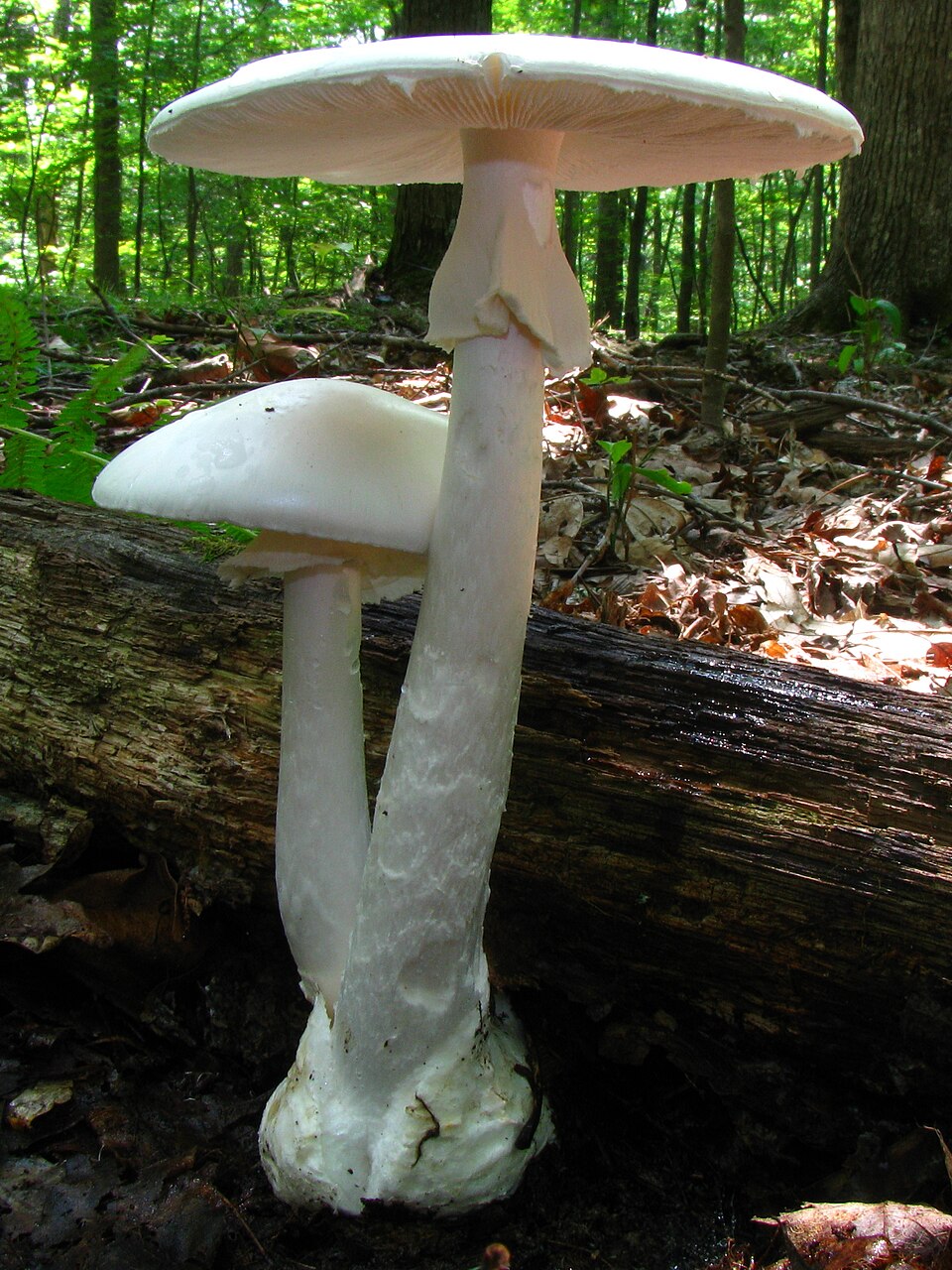 Destroying Angel mushroom photo
