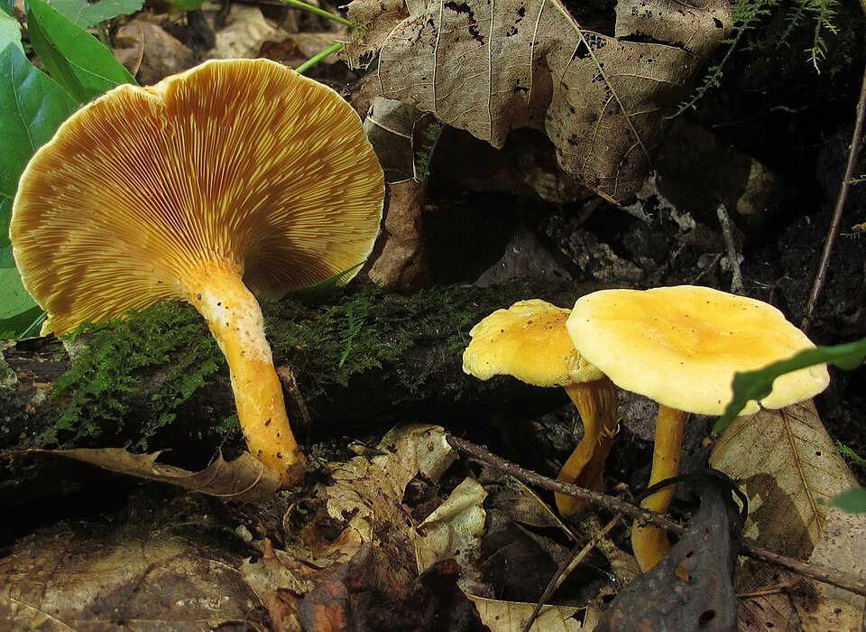 False Chanterelle mushroom photo
