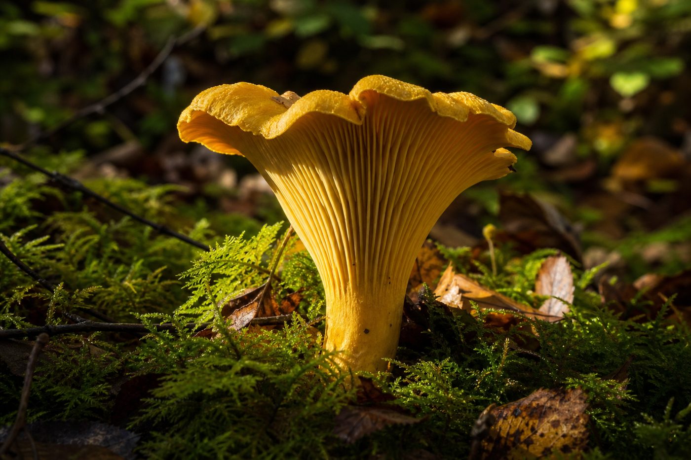 Mushroom on forest floor