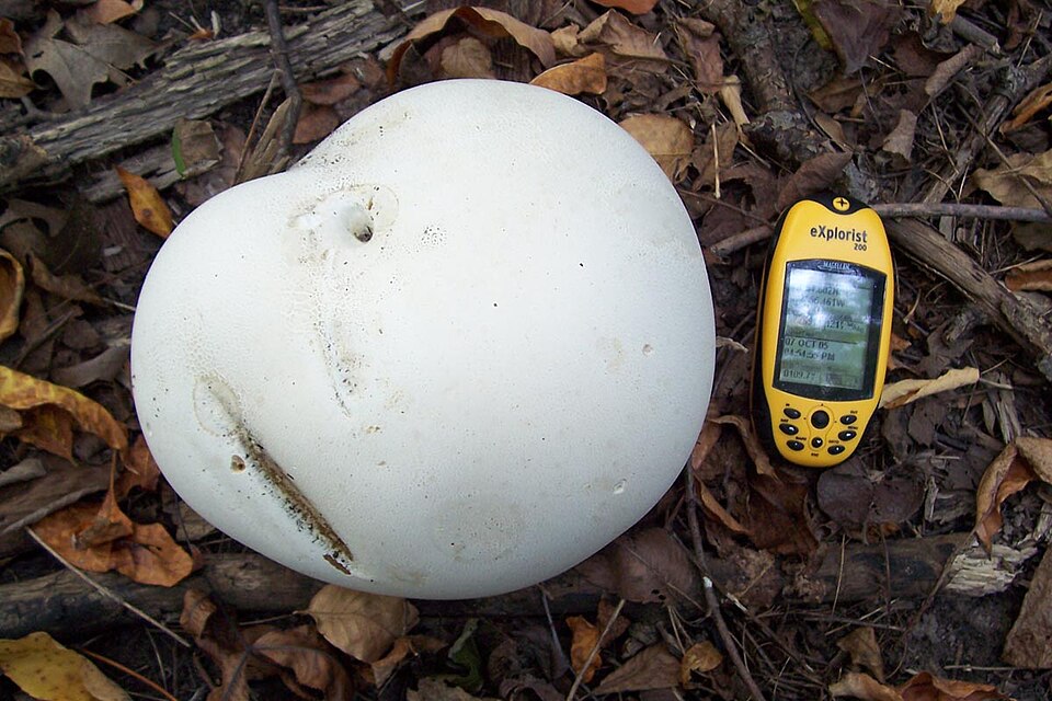 Giant Puffball mushroom photo
