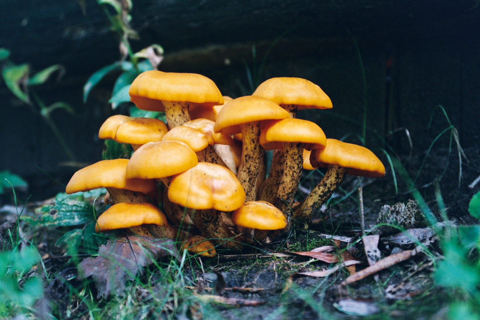 Jack-o-Lantern mushroom photo
