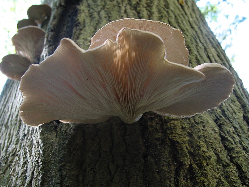 Oyster Mushroom mushroom photo