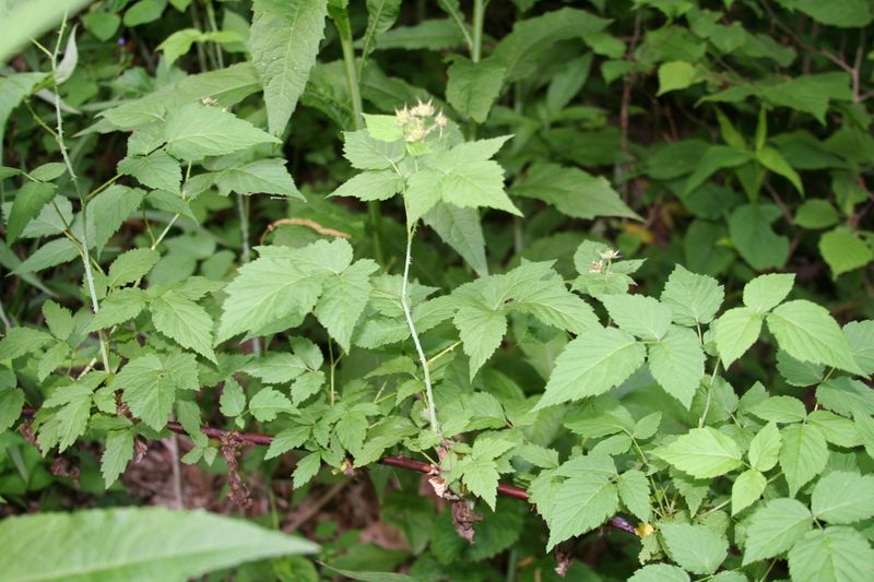Blackberries (Rubus allegheniensis)