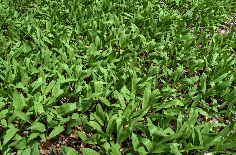 Ramps / Wild Leek (Allium tricoccum)