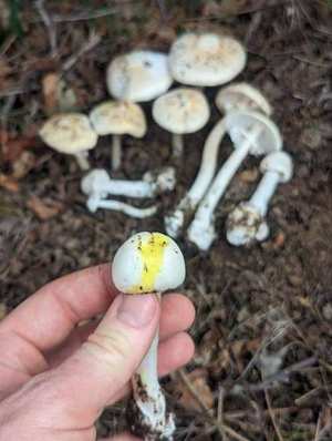 Pure white appearance — everything white; no warning coloration; most dangerous trait