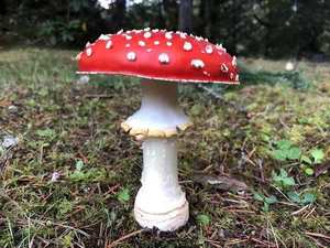 Fly Agaric cap showing white warts (universal veil remnants)