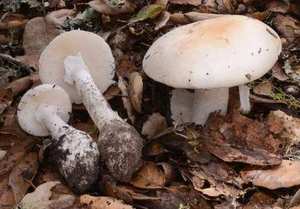 Western Destroying Angel