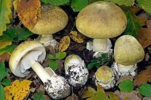 Amanita (Immature Button Stage)