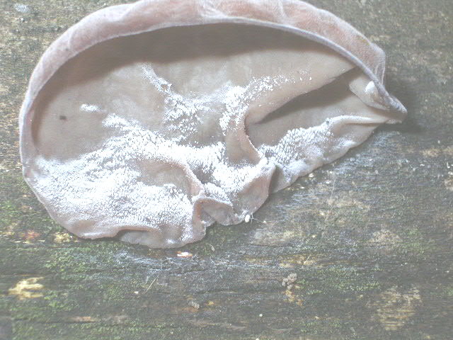 Wood Ear / Cloud Ear