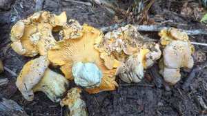 Stem — solid, same color as cap; no ring, no volva; grows singly in soil