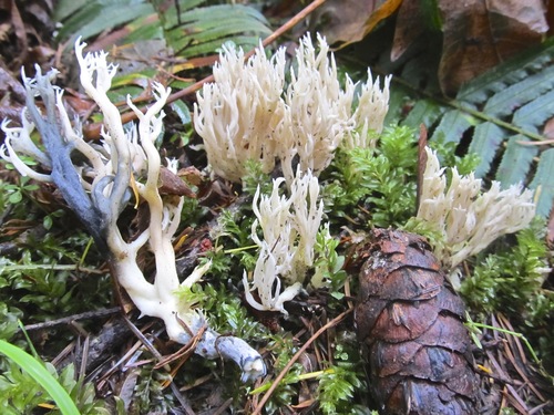 Coral Mushroom (Crown)