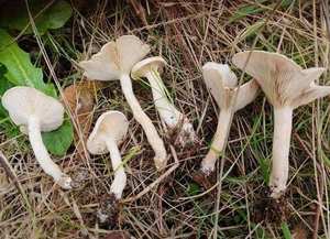 Ivory Funnel