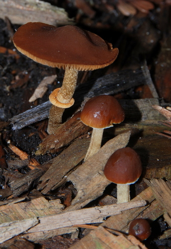Deadly Conocybe