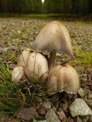 Common Inky Cap (Coprinopsis atramentaria) — gray-brown clustered caps auto-digesting at margins
