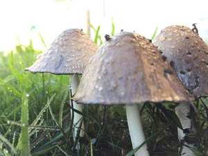 Inky Cap showing autodigestion — gills liquefying to black ink from cap margin