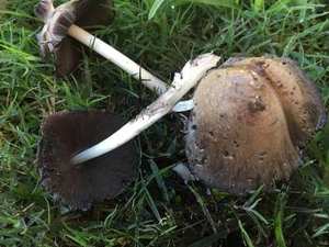 Young Inky Caps — gray oval caps before autodigestion