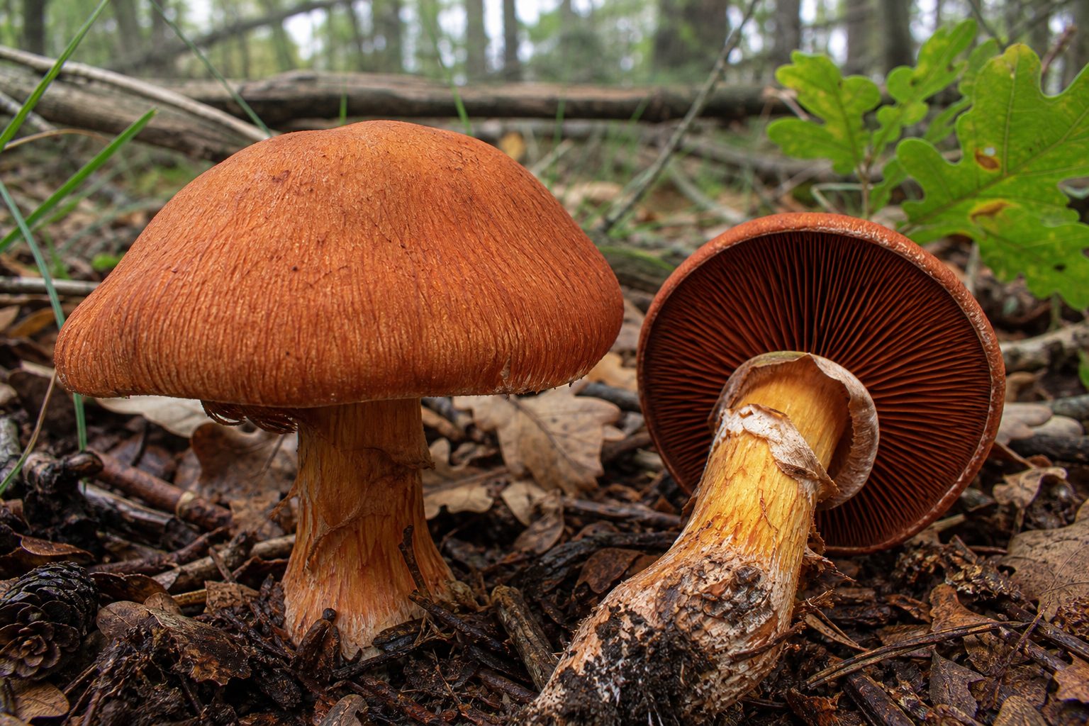 Sorrel Webcap (Cortinarius orellanus) — rusty brown gills and stem coloration: primary field identifier; brick-red to rusty orange-brown cap; cobweb cortina veil evanescent