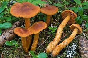 Gills and cap — rust-brown from spore deposit; conical bell-shaped cap; brown overall coloration