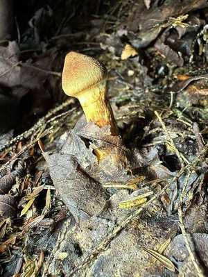 Cortinarius rubellus stem — rusty brown coloration throughout; cobweb cortina remnant may not be visible on mature specimens