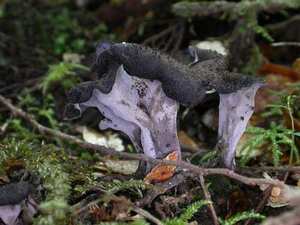 Hollow trumpet shape — completely hollow, charcoal gray-black; smooth outer surface
