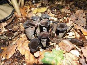Group habit — scattered in leaf litter; camouflaged against dark forest floor