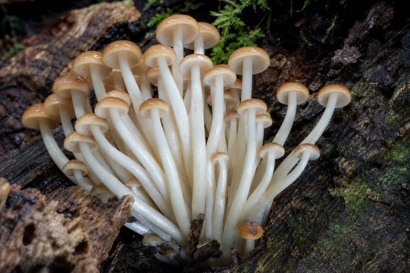 Flammulina velutipes — Enoki mushrooms growing on decaying log