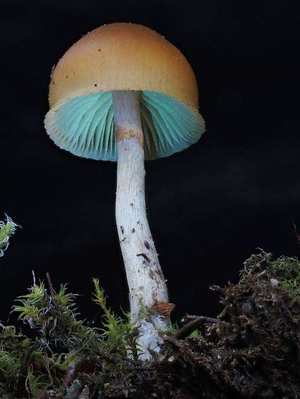 Deadly Galerina (lookalike)
