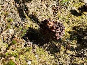 False Morel — irregular brain-like cap close-up