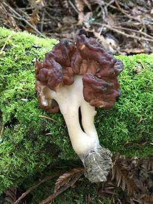 False Morel cap — saddle-shaped, brain-like lobes
