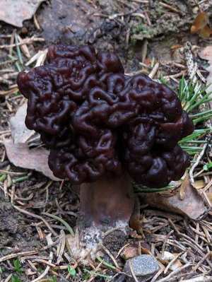 False Morel cross section — chambered interior