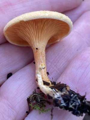 Cap — deep funnel shape; vivid orange; often grows near conifers (chanterelle prefers hardwoods)