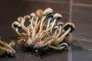 Sulfur Tuft cluster on rotting wood stump