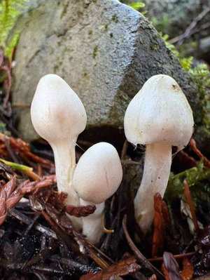 Inocybe geophylla White Fiber Cap mushroom