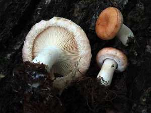Woolly Milk Cap