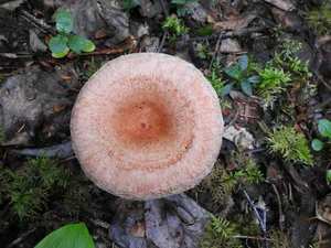 Woolly Milkcap cap margin — shaggy, inrolled, woolly-hairy edge