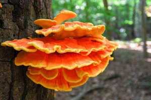 Pores on underside — tiny cream/yellow pores (no gills); bright orange-yellow top surface