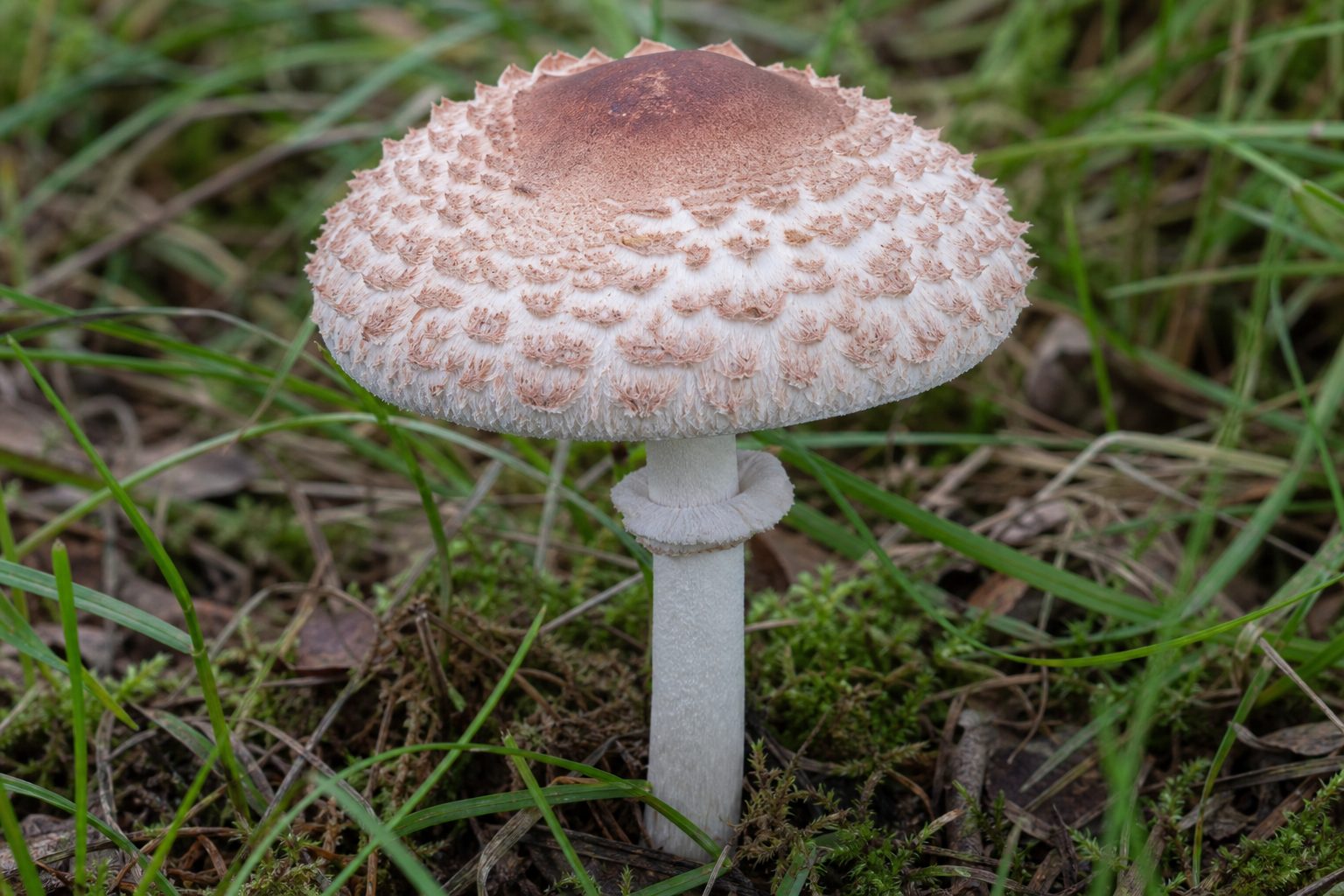 Deadly Dapperling (Brown)