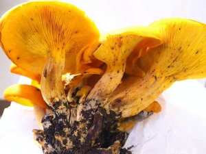 Growth habit — always dense clusters at tree base or buried wood (not solitary in soil)