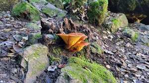 Bioluminescence — gills glow faint green in total darkness (chanterelle does not)