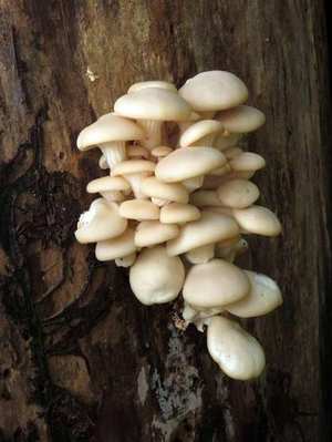 Cap — fan/oyster-shaped, white to gray; off-center or absent stem; clusters on wood