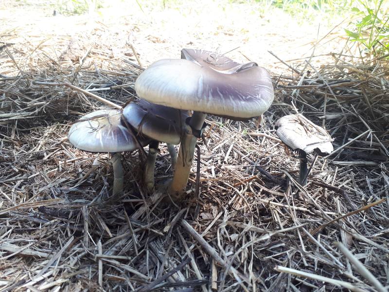 Magic Mushroom
