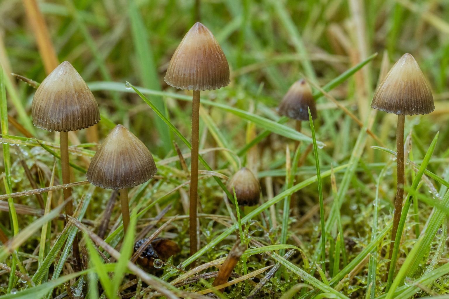 Liberty Cap