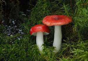 Russula emetica gills — white, brittle, crowded
