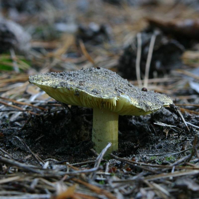 Tricholoma equestre (Man on Horseback) — yellow-green cap with sulfur-yellow gills
