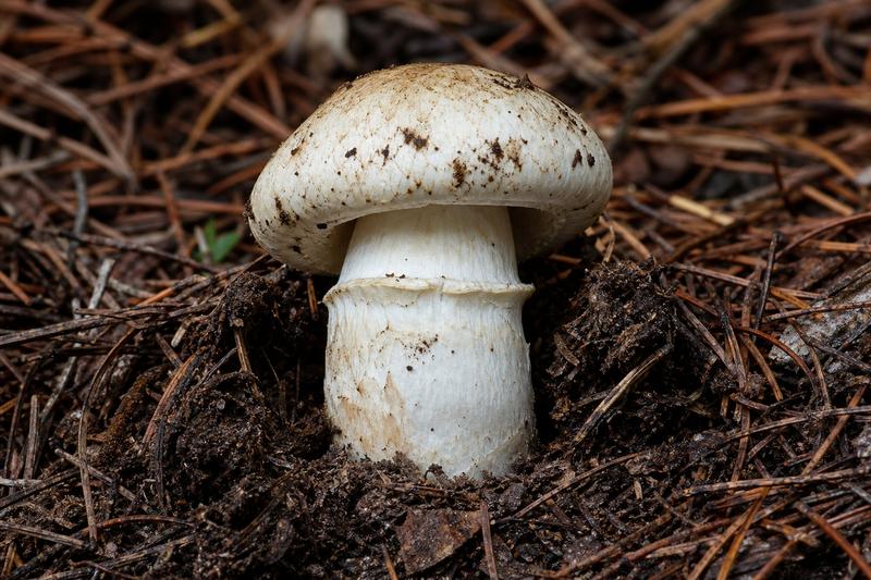 Tricholoma murrillianum — Matsutake pine mushroom emerging from conifer duff