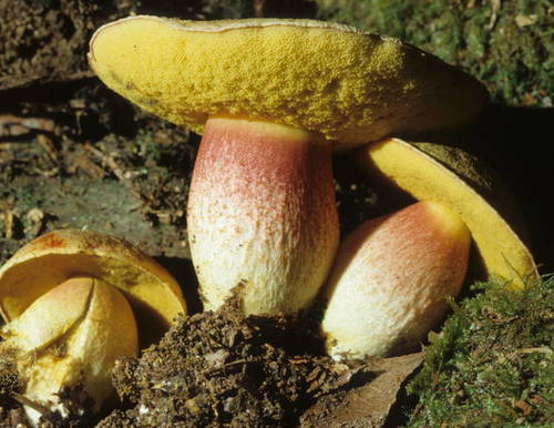 Smith's Bolete (Boletus smithii) — mushroom identification photo