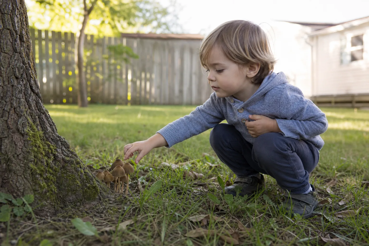 A young child crouching in a backyard, reaching toward small wild mushrooms growing at the base of a tree