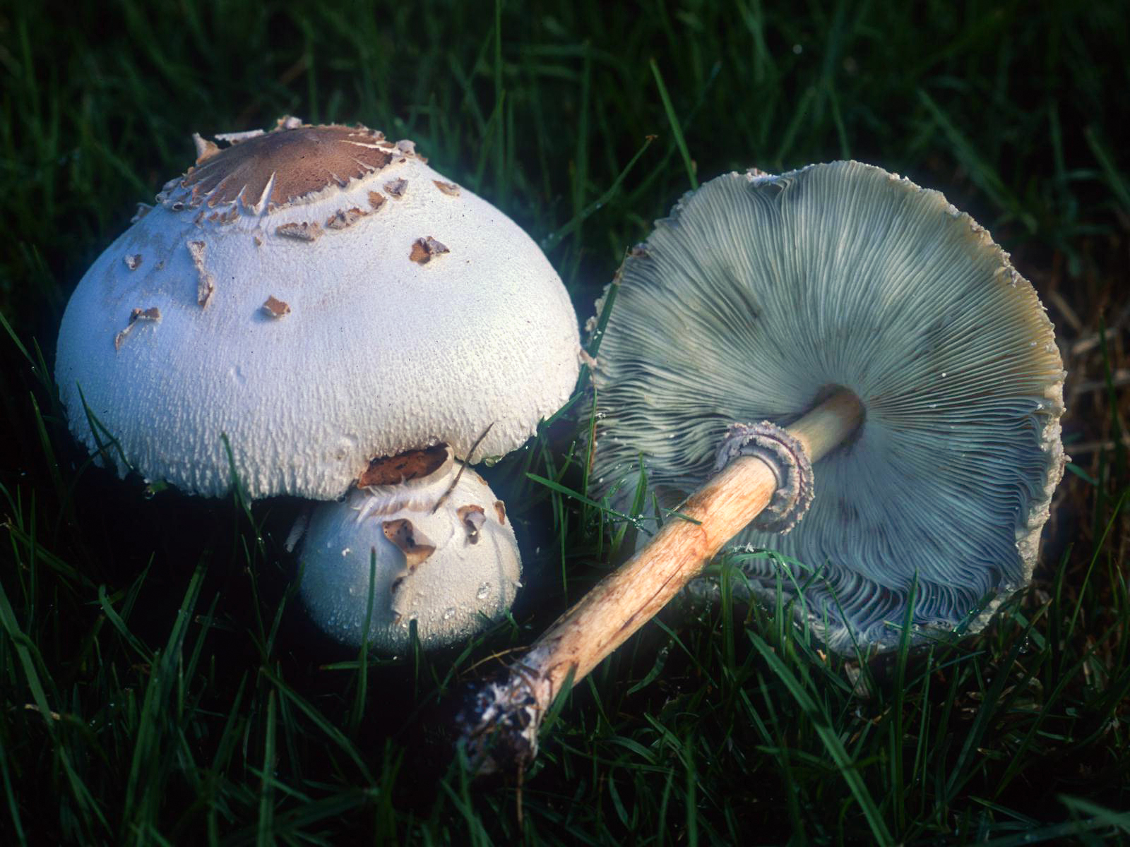 Chlorophyllum molybdites, the green-spored parasol mushroom, growing in a lawn